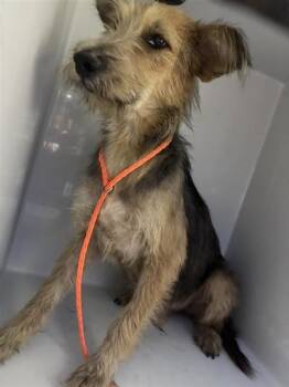 A662206 -  Border Terrier Dog for Adoption in Houston, Texas - A662206 | PetCurious
