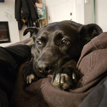 Nisha -  Black Labrador Retriever and German Shepherd Dog Dog for Adoption in Houston, Texas - Nisha | PetCurious