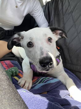 Rescue Catahoula Leopard Dog and Labrador Retriever Dogs for Adoption in Sanford, Florida - Clio | PetCurious