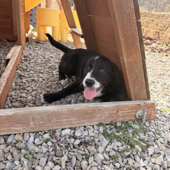 Border Collie and Golden Retriever Dogs Available for Adoption - Duke | PetCurious