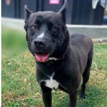 Izzy -  Husky and Mixed Breed Dog for Adoption in Concord, North Carolina - Izzy | PetCurious