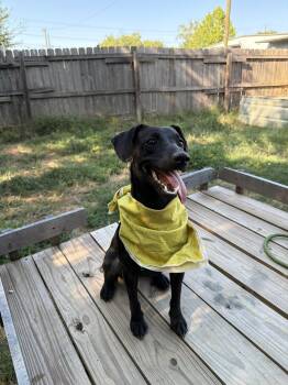 Barbie -  Dachshund Dog for Adoption in Jackson, Mississippi - Barbie | PetCurious
