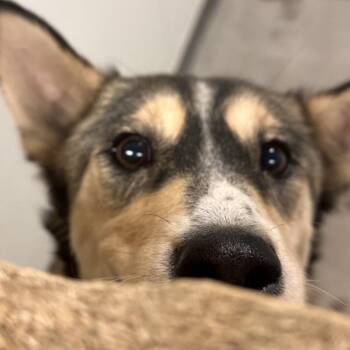 Mixed Breed Dogs Available for Adoption in Park City, Utah - Terra | PetCurious