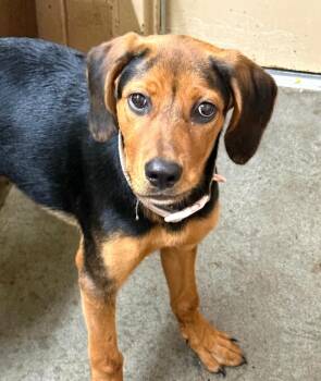 Star -  Hound Dog for Adoption in Swainsboro, Georgia - Star | PetCurious