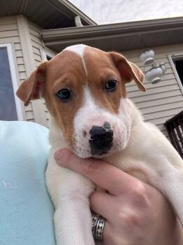 Rescue Husky Dogs for Adoption in Dorr, Michigan - Ramen | PetCurious