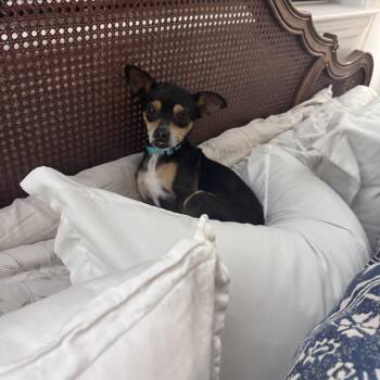 Rat Terrier and Chihuahua Dogs Available for Adoption in Baker, Louisiana - Rascal | PetCurious