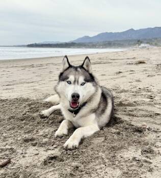 Finn -  Siberian Husky Dog for Adoption in Torrance, California - Finn | PetCurious