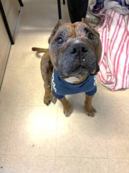 BRUTUS -  Mixed Breed Dog for Adoption in Jacksonville, Florida - BRUTUS | PetCurious