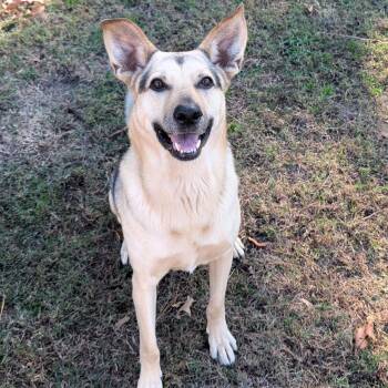 BB -  Shepherd Dog for Adoption in Blairsville, Georgia - BB | PetCurious