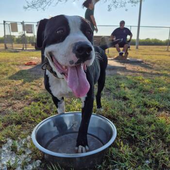 Rescue Pit Bull Terrier and American Staffordshire Terrier Dogs for Adoption in Harlingen, Texas - Marshall | PetCurious