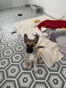 German Shepherd Dog and Mixed Breed Dogs Available for Adoption in Fort Worth, Texas - Nicholaus | PetCurious