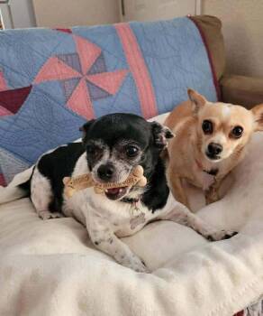 Molly & Vivian -  Chihuahua Dog for Adoption in Clovis, California - Molly & Vivian | PetCurious