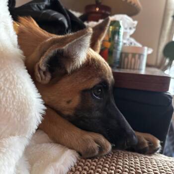 March Madness -  Shepherd and Mixed Breed Dog for Adoption in San Diego, California - March Madness | PetCurious