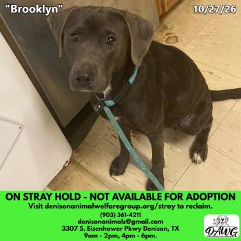 Brooklyn -  Mixed Breed Dog for Adoption in Denison, Texas - Brooklyn | PetCurious