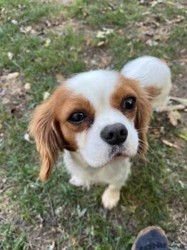 Gigi -  Cavalier King Charles Spaniel Dog for Adoption in Tonawanda, New York - Gigi | PetCurious
