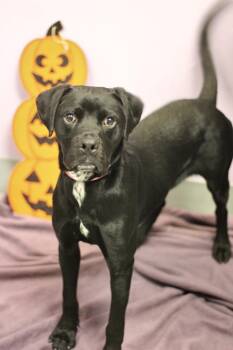 Bugsy in NH. Come Meet our Adoptable Dogs Wednesday-Saturday. Mo -  Black Labrador Retriever Dog for Adoption in Manchester, New Hampshire - Bugsy In NH. Come Meet Our Adoptable Dogs Wednesday-Saturday. Mo | PetCurious