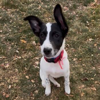 Rescue Shepherd Dogs for Adoption in Parker, Colorado - 858 (2025) Venus | PetCurious