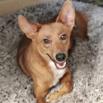 Rescue Shepherd Dogs for Adoption in Midland, Texas - Autumn | PetCurious