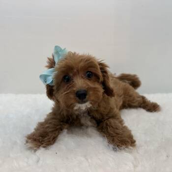 Rescue Cavapoo Dogs for Adoption in Wrightstown, New Jersey - Nonna | PetCurious