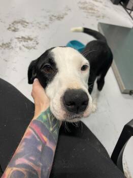 Betty -  Mixed Breed Dog for Adoption in Chattanooga, Tennessee - Betty | PetCurious