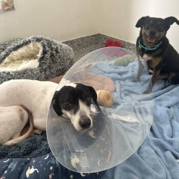 Kiera -  Chihuahua and Mixed Breed Dog for Adoption in New York, New York - Kiera | PetCurious