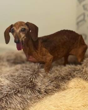 Slurp -  Dachshund Dog for Adoption in College Station, Texas - Slurp | PetCurious