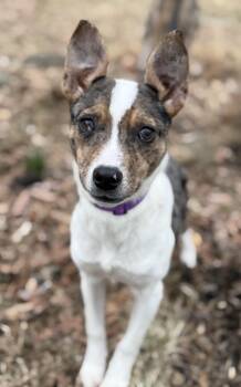 Rat Terrier and Mixed Breed Dogs Available for Adoption - Dove | PetCurious