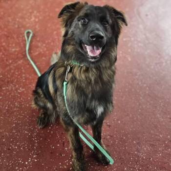 Brookie -  Dutch Shepherd and Mixed Breed Dog for Adoption in Phoenix, Maryland - Brookie | PetCurious