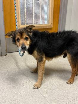 Terrier Dogs Available for Adoption in Sorrento, Louisiana - Haiku | PetCurious