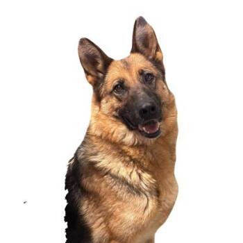 Peach -  German Shepherd Dog Dog for Adoption in Red Bluff, California - Peach | PetCurious
