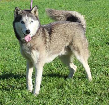 Casper (12040) -  Husky Dog for Adoption in Heath, Ohio - Casper (12040) | PetCurious