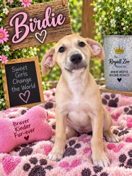 Birdie -  Pit Bull Terrier Dog for Adoption in New London, Wisconsin - Birdie | PetCurious