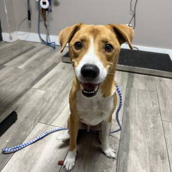 BUTTERCUP -  Hound and Mixed Breed Dog for Adoption in Redlands, California - BUTTERCUP | PetCurious
