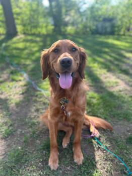 Rescue Golden Retriever Dogs for Adoption in Pointe-claire, Quebec - Nova | PetCurious
