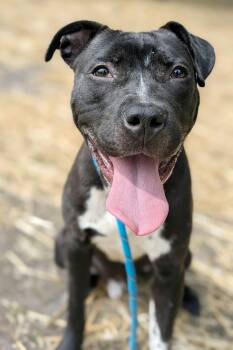 Pit Bull Terrier Dogs Available for Adoption in Chicago, Illinois - Chandon | PetCurious