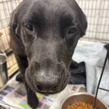 Orion -  Mixed Breed Dog for Adoption in West Point, Mississippi - Orion | PetCurious