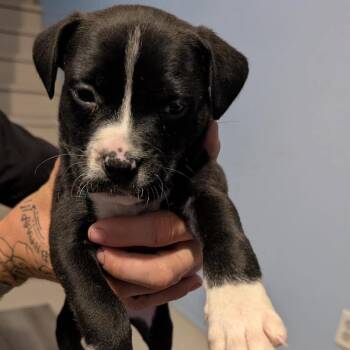 BoPeep -  Mixed Breed Dog for Adoption in Wichita, Kansas - BoPeep | PetCurious