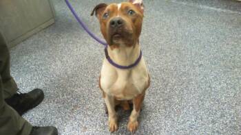 American Staffordshire Terrier Dogs Available for Adoption in Charlotte, North Carolina - BRUNO | PetCurious