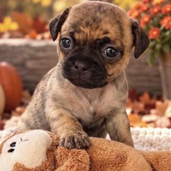 Tammy -  Chug and Poodle Dog for Adoption in Rockwall, Texas - Tammy | PetCurious