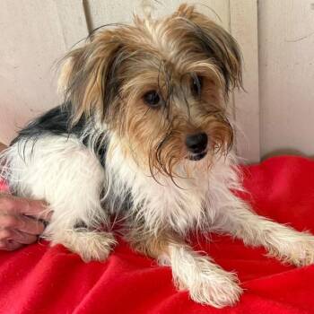 Henry -  Yorkshire Terrier Dog for Adoption - Henry | PetCurious