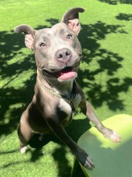 LEIA -  Pit Bull Terrier Dog for Adoption in San Francisco, California - LEIA | PetCurious