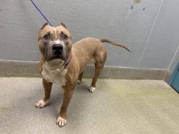 Pit Bull Terrier Dogs Available for Adoption in Las Vegas, Nevada - MAC | PetCurious