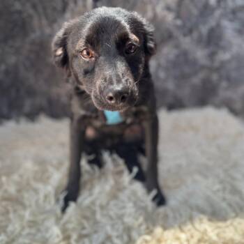 Rescue Black Labrador Retriever Dogs for Adoption in San Diego, California - Cookie | PetCurious