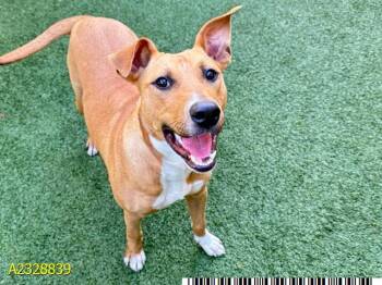 Mixed Breed Dogs Available for Adoption - MARIAH | PetCurious