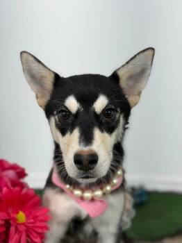 Nova Diva-One of our Amazing Rescue Dogs -  Husky and Mixed Breed Dog for Adoption in Carlsbad, California - Nova Diva-One Of Our Amazing Rescue Dogs | PetCurious
