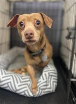 Dachshund and Chihuahua Dogs Available for Adoption - LUCKY | PetCurious