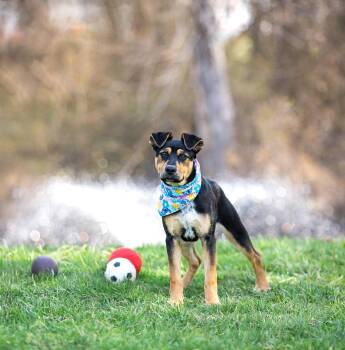 Shepherd Dogs Available for Adoption in Coatesville, Pennsylvania - Stevie | PetCurious
