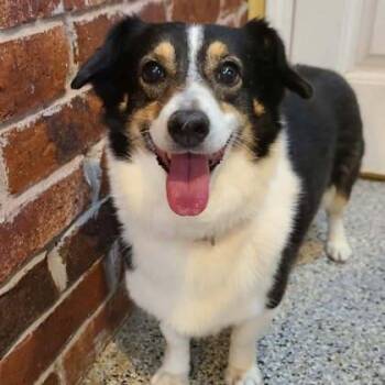 Corgi Dogs Available for Adoption in Warr Acres, Oklahoma - Poppy | PetCurious