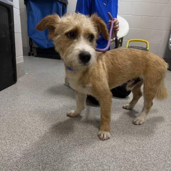 Mixed Breed Dogs Available for Adoption in Englewood, Florida - Majo | PetCurious