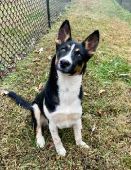 Rescue Australian Cattle Dog Blue Heeler Dogs for Adoption in Mocksville, North Carolina - Hudson | PetCurious
